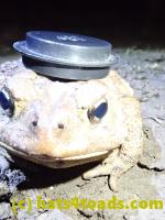 /home//u458753944/public_html/sourcegallery//Roxborough Toad Detour/2020/2020-03-20/P3200373.JPG
